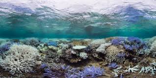 What is the global coral bleaching event?